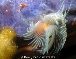 Tub worm. Saint-Florent bay, Corsica, Canon Ixy 900 with ... by Bea & Stef Primatesta 